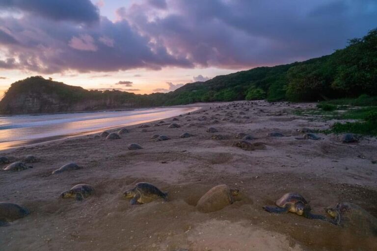 MARENA reporta arribada de 36 mil 647 tortugas al Refugio de Vida Silvestre La Flor