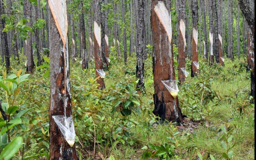 MARENA autoriza permisos para la exportación de resina