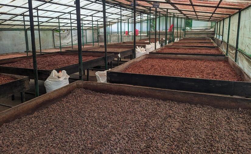 Nicaragua acopia 216 mil quintales de cacao seco fermentado