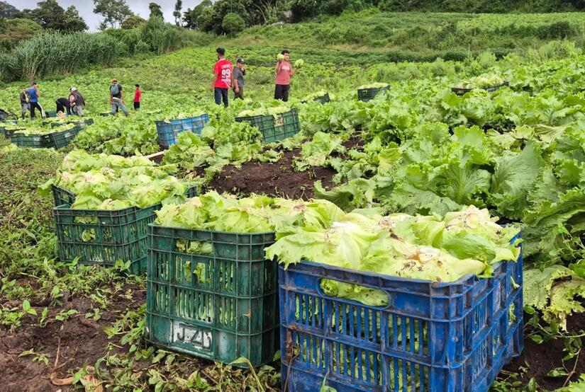 Producción de lechuga en Nicaragua asegura abastecimiento para las fiestas navideñas
