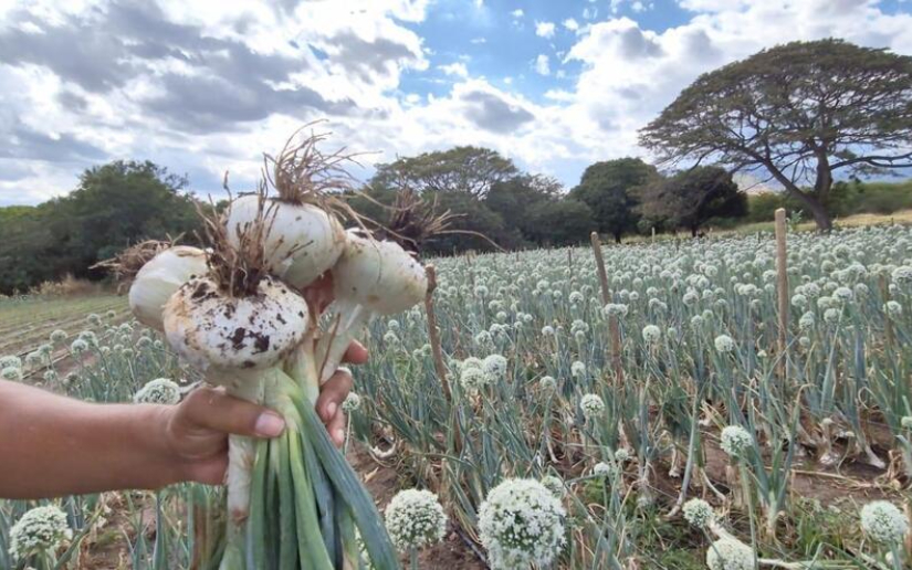 Semilla de cebolla sebaqueña garantizada por INTA
