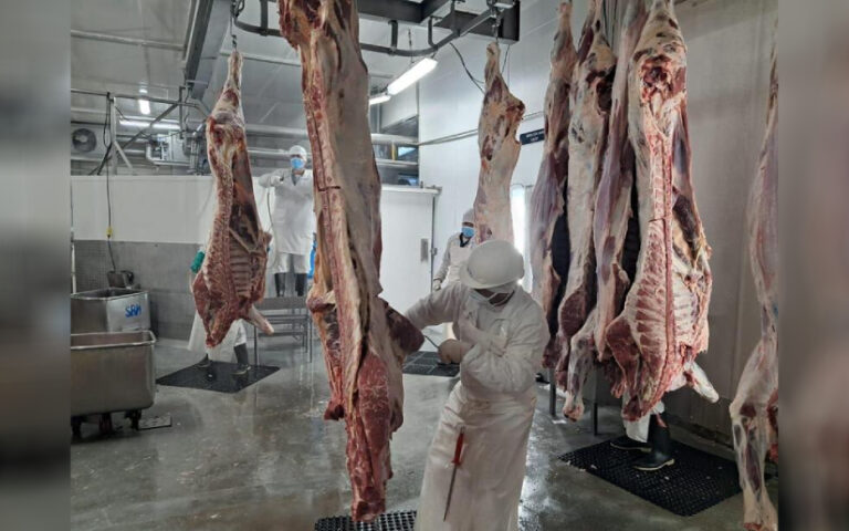 Producción de carne bovina alcanza 380.5 millones de libras entre enero y noviembre de 2025