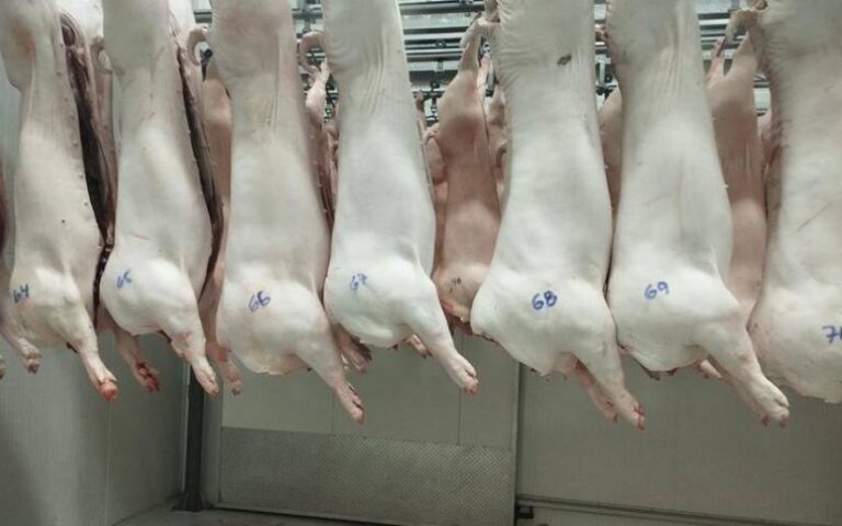 Ministerio Agropecuario reporta 29.3 millones de libras de carne de cerdo producidas en 2025