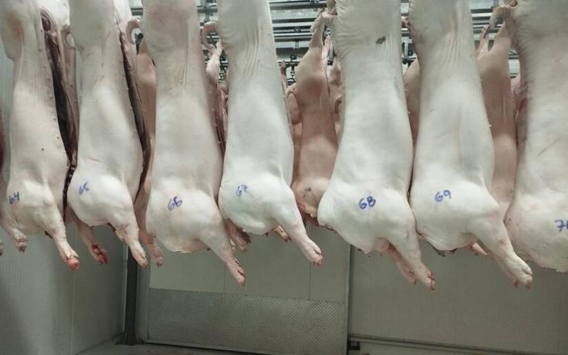 Ministerio Agropecuario reporta 29.3 millones de libras de carne de cerdo producidas en 2025