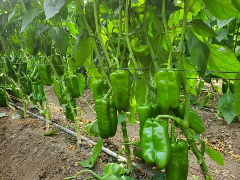 Capacitan a productores sobre desafíos en la producción de hortalizas