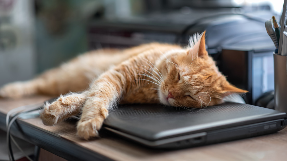 Despiden a trabajador por ausentarse por la muerte de su gato