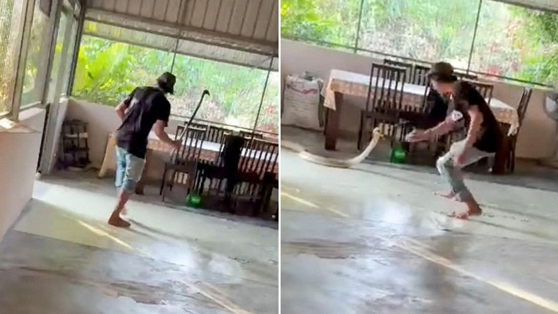 Un hombre en Malasia protagonizó un momento impresionante al enfrentarse a una cobra real que irrumpió en su casa, y la grabación se volvió viral en redes sociales, causando asombro y algo de diversión entre los espectadores.