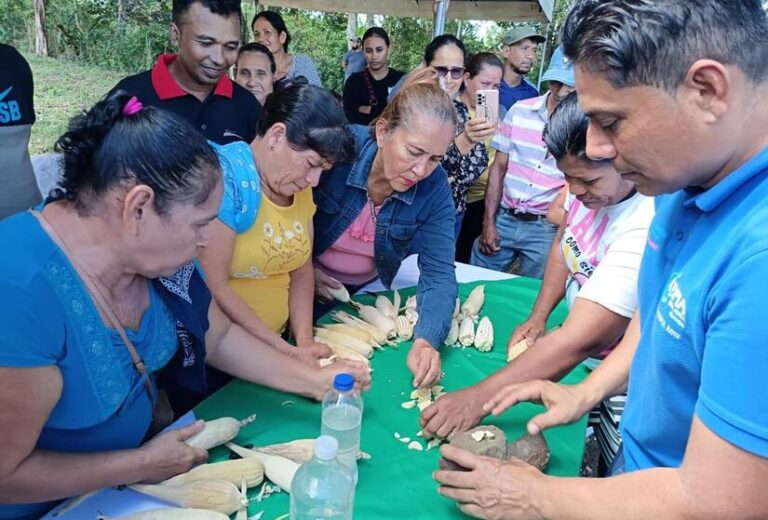 INTA presenta avances de resultados de la conservación y mejora de variedad de maíz criolla
