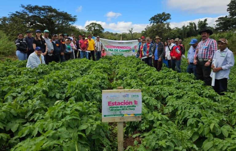 INTA presenta la variedad de papa INTA TISEY a productores de Estelí