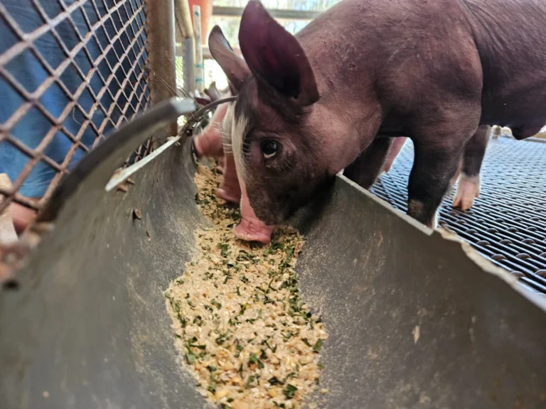 (INTA), desde la Finca de Innovación Antonio Menocal en Ometepe, presentó a los productores una alternativa de alimentación basada en forrajes con marango, que puede aumentar hasta un 20 % el rendimiento de carne porcina.