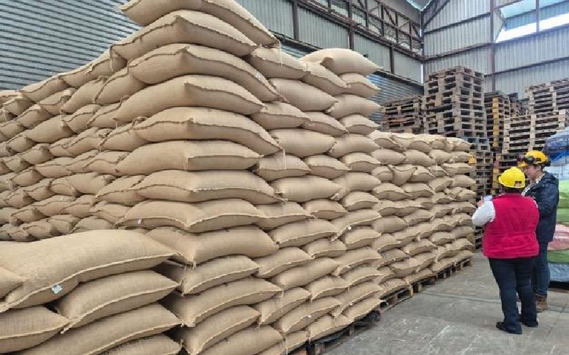 IPSA fortalece vigilancia fitosanitaria en cafetales de Nicaragua