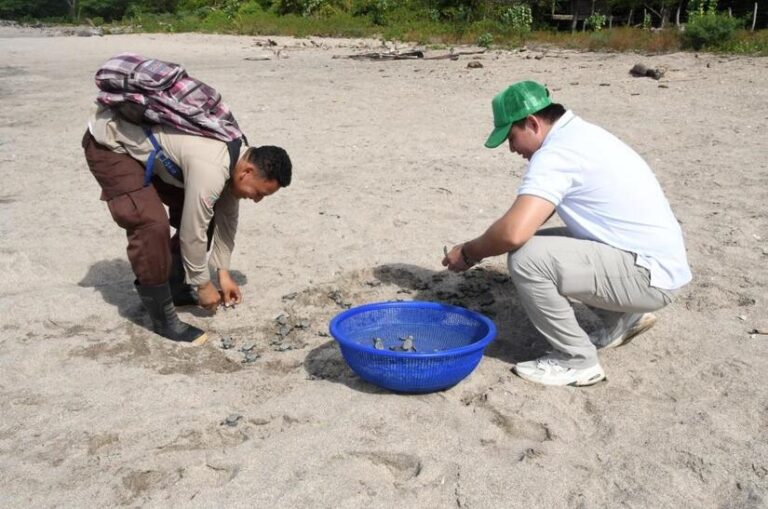 Nicaragua registra el nacimiento y la liberación de 188.417 tortuguillos de la especie Paslama
