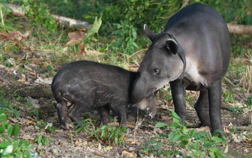 MARENA informa de más tapires liberados en Río San Juan