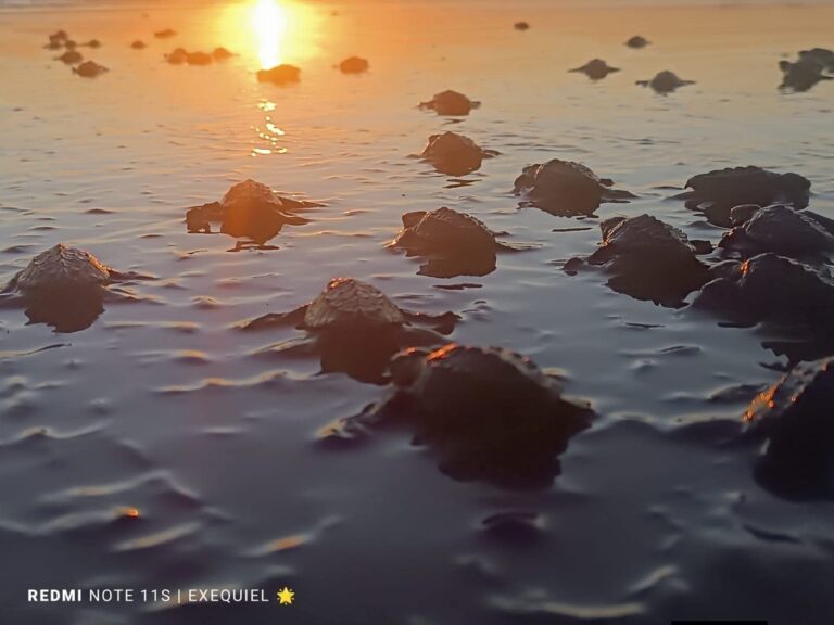 MARENA inicia 2026 liberando 171 tortuguillos en Carazo