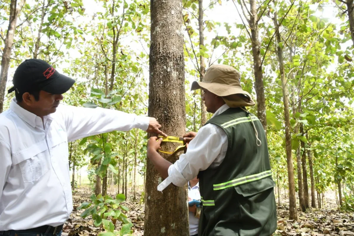 MARENA visita industria forestal de Chontales