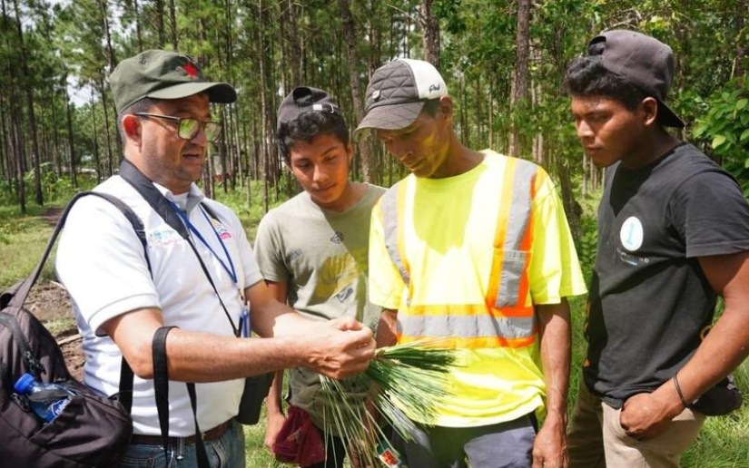 Semillas forestales garantizan la Campaña Nacional de Reforestación 2026