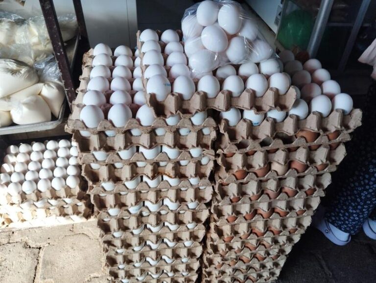 Nicaragua produce 32.2 millones de cajillas de huevo hasta noviembre