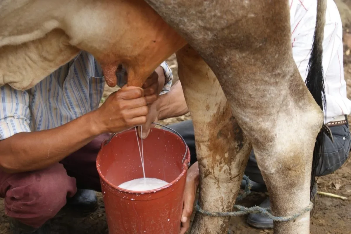 Nicaragua produce 370 millones de galones de leche en el 2025