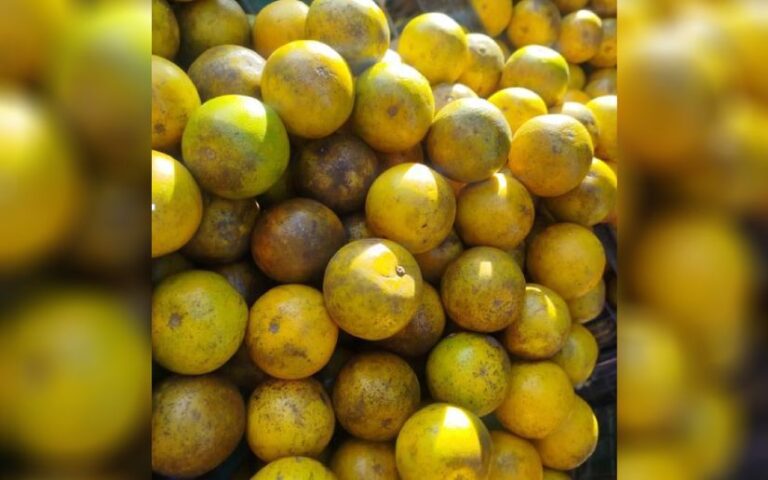 Nicaragua produce 769 millones de unidades de naranja en el 2025