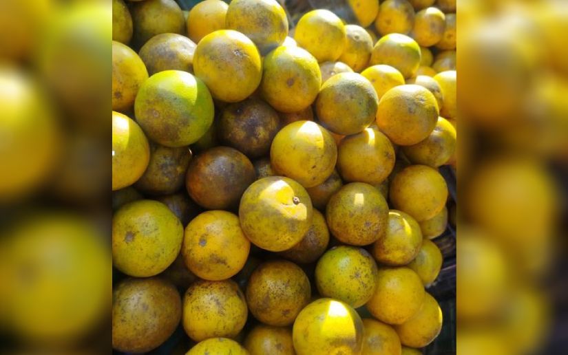 Nicaragua produce 769 millones de unidades de naranja en el 2025