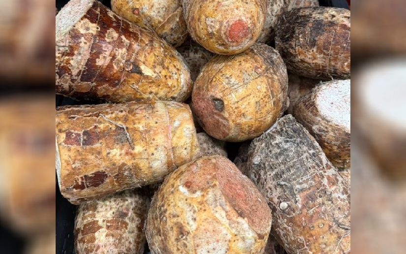 Nicaragua produce 98.800 quintales de malanga en 2025