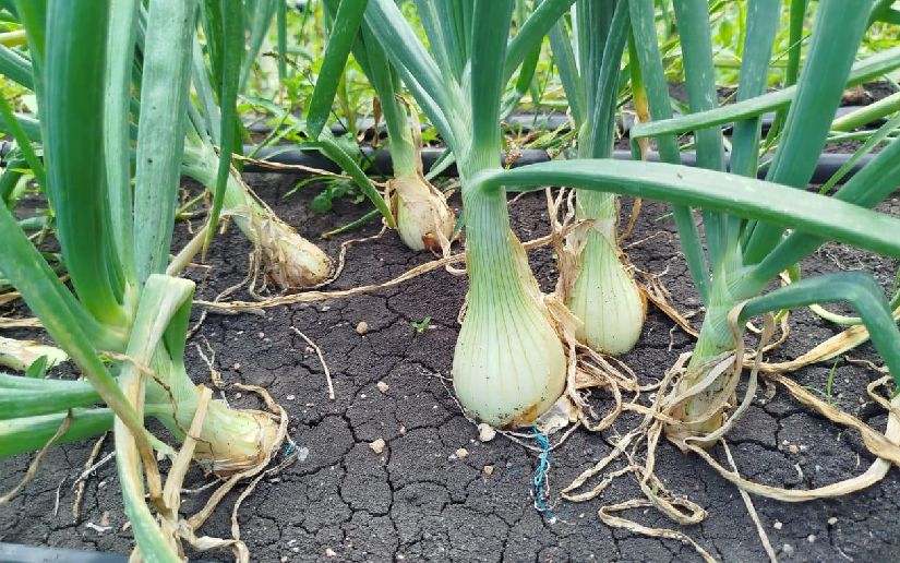 Nicaragua producirá 94 mil quintales de cebolla amarilla en enero