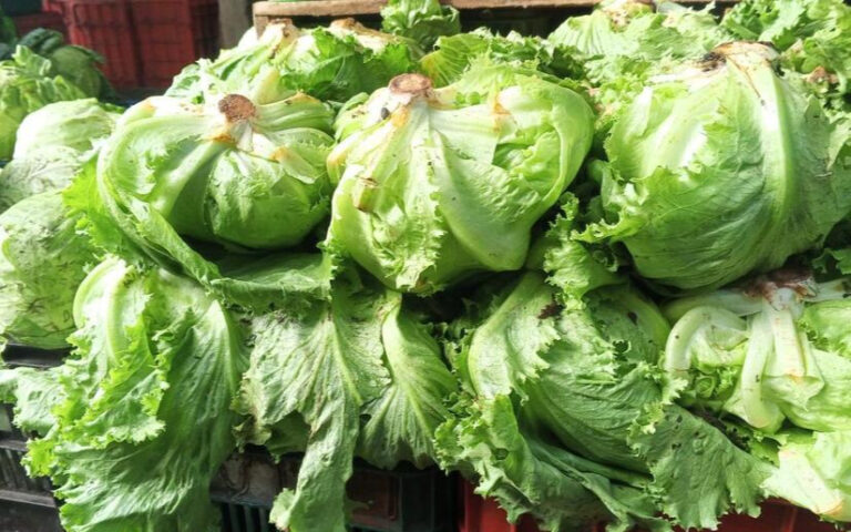 Nicaragua producirá en enero 691 mil unidades de lechuga