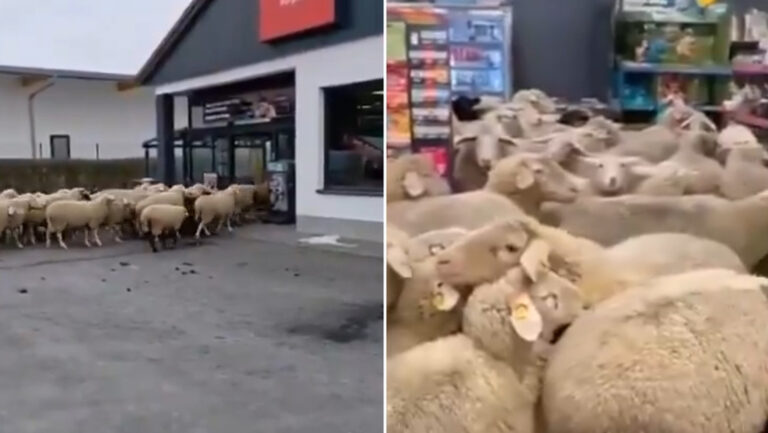 Ovejas ingresan a supermercado en una provincia en Alemania