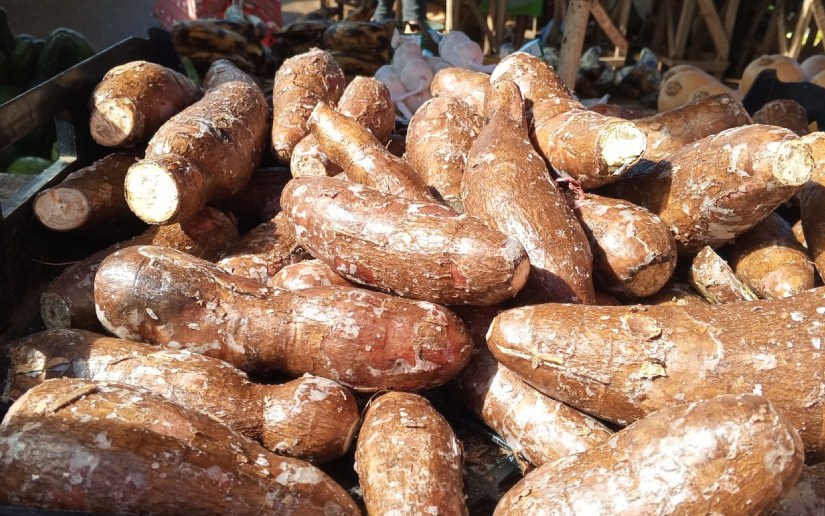 Producción de Yuca en Nicaragua Alcanzó 2.8 Millones de Quintales en 2025