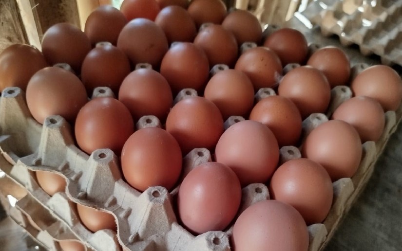 Producción de huevo fortalece la seguridad alimentaria en Nicaragua