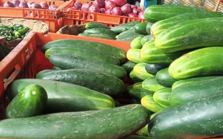 Producción de pepino alcanzará 1.8 millones de unidades en enero 2026