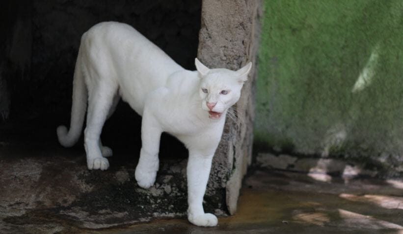 Zoológico Thomas Belt, un referente en conservación