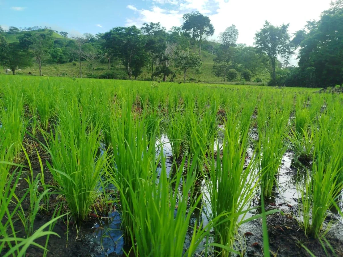 Reportan 39.800 manzanas de arroz de riego sembradas