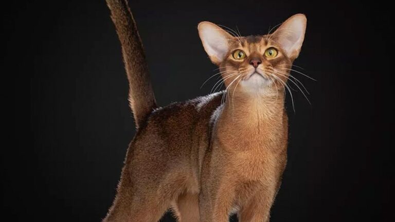 Eligen a un gato ruso como el mejor del mundo