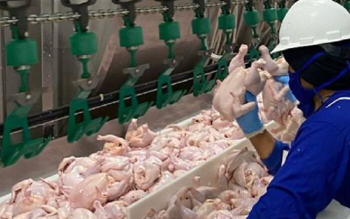 Producción de carne de pollo en Nicaragua alcanza 434.4 millones de libras en 2025