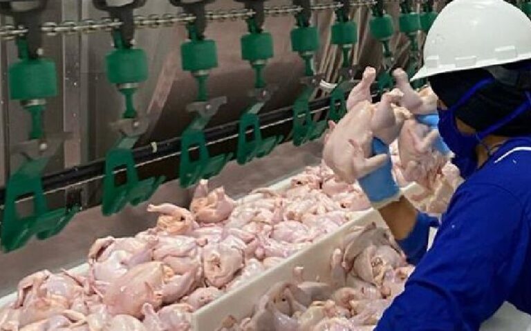 Producción de carne de pollo en Nicaragua alcanza 434.4 millones de libras en 2025
