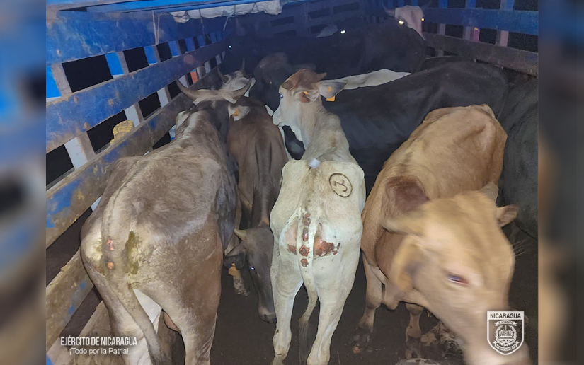 Ciudadanos detenidos por traslado ilegal de semovientes