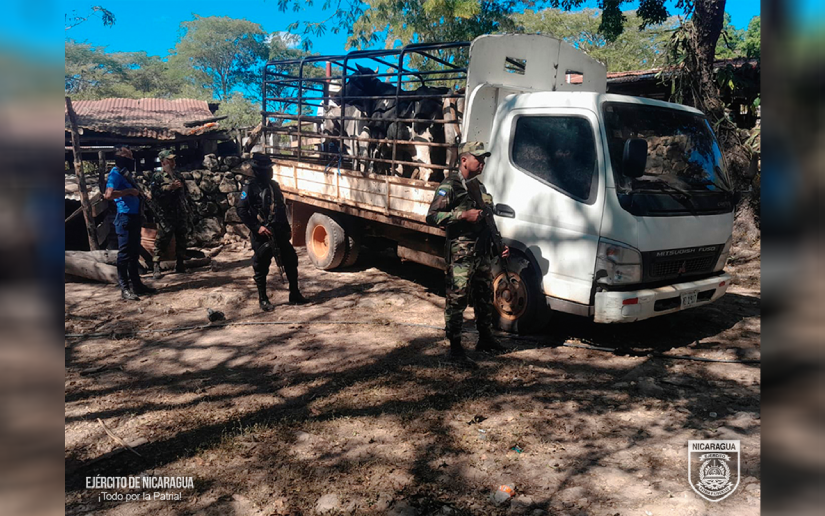 Ejército de Nicaragua ocupa semovientes trasladados ilegal