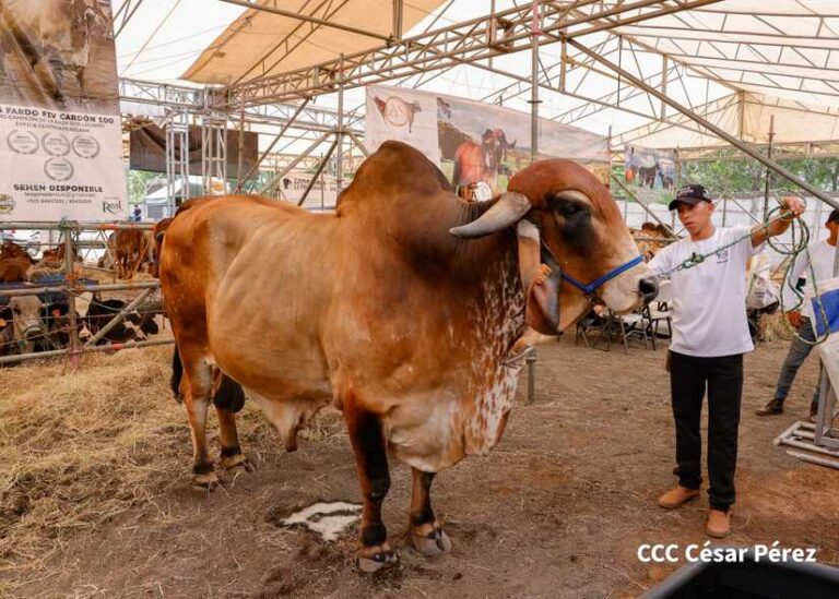 Chontales promueve el trabajo y la ganadería con una Feria Agropecuario