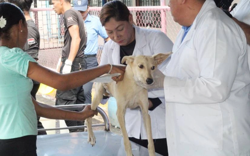 Feria de salud animal beneficia a mascotas en Tipitapa