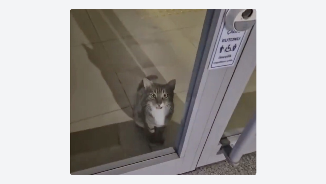 Encuentran a inusual “sospechoso” de robo bancario