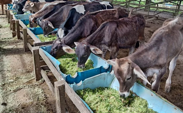 INTA impulsa tecnologías para la producción ganadera en época seca