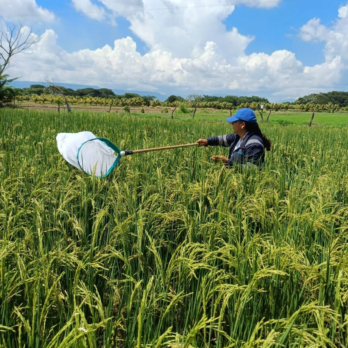 El Instituto de Protección y Sanidad Agropecuaria (IPSA), en el Departamento de Matagalpa realiza inspecciones fitosanitarias en áreas establecidas con cultivos de granos básicos, productos vitales en la dieta de las familias y de importancia económica que dinamiza los mercados nacionales e internacionales. La vigilancia permanente garantiza el control oportuno de plagas y enfermedades den los cultivos del departamento que puedan afectar la producción, reiterando el compromiso permanente del IPSA para salvaguardar la producción agropecuaria y la Seguridad y Soberanía Alimentaria de las Familias nicaragüenses.