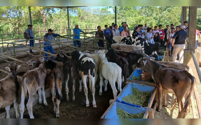 Mejor alimentación bovina en verano