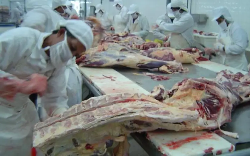 MAG: 35.9 millones de libras de carne bovina producidas en enero 2026