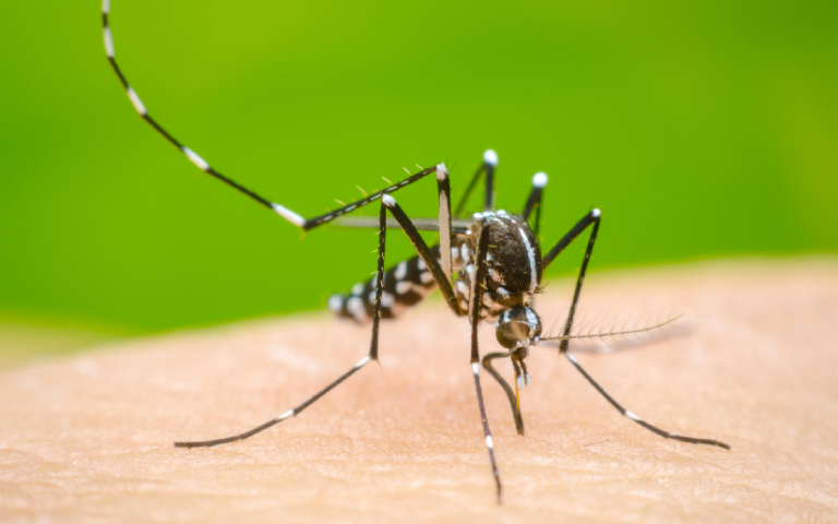 Menos enfermos de dengue, malaria e influenza