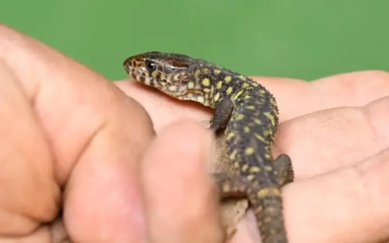 Nicaragua exporta 11 mil especímenes de fauna silvestre