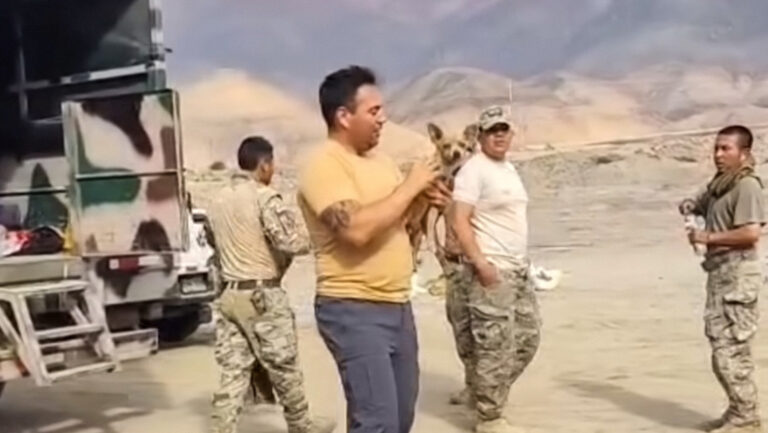 Perro único sobreviviente en accidente de Helicóptero en Perú