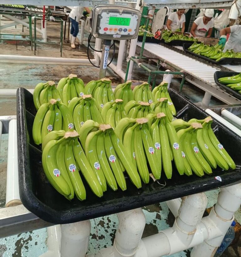 Producción de banano impulsa economía y empleo en Nicarag