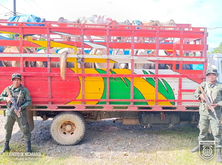 Retienen a 4 nicaragüenses por abigeato